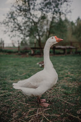 Obraz premium Beautiful white goose on the lawn. Rustic background with goose.