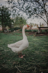 Beautiful white goose on the lawn. Rustic background with goose.