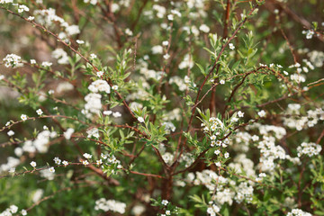 White Spirea flowers close-up on a green bush