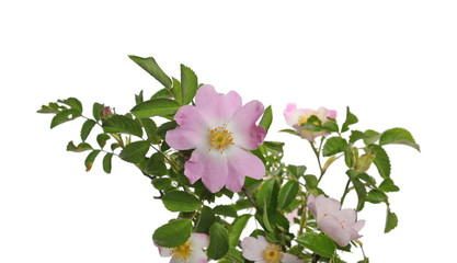 Pink dog rose flower with leaves isolated on white background with clipping path