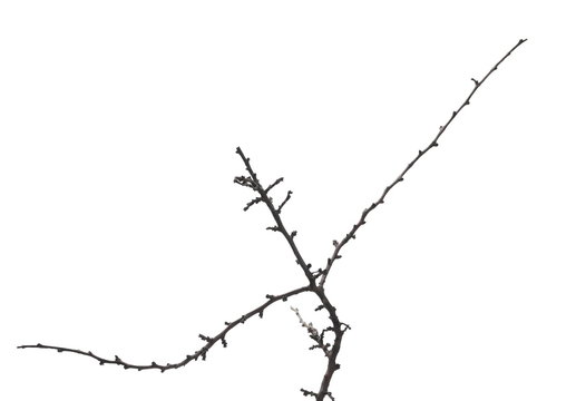 Naked tree twigs, branch isolated on white background and texture, clipping path