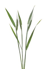 Obraz premium Young green ears of wheat with leaves isolated on white background with clipping path