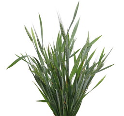 Young green ears of wheat with leaves isolated on white background with clipping path