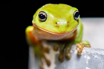 Australian Green Tree Frog also known as Litoria caerulea