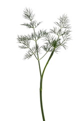 Fresh green dill isolated on white background with clipping path