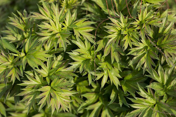 green lily flowers close-up on a flower bed