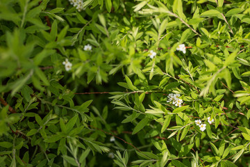 Fototapeta na wymiar White Spirea flowers close-up on a green bush