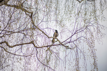 blue sky with white and grey rain clouds