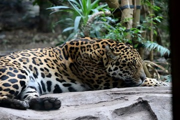 Sleeping jaguar