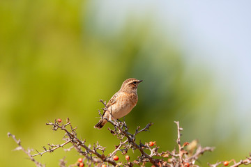 Whinchat, bird perched on tree branch (Saxicola rubetra)