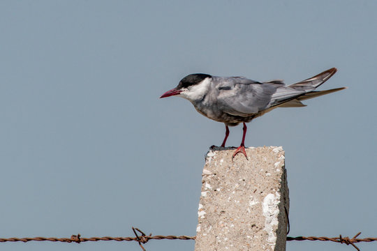 Chlidonias niger, taş &uuml;st&uuml;nde t&uuml;nemiş (Zenci ergen)