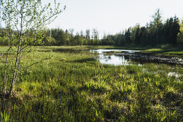 Lake with green plants in spring time, beautiful nature.