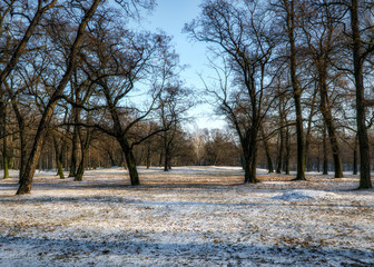 Drzewa zimą, śnieg