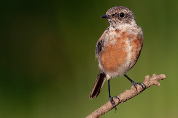 Whinchat, bird perched on tree branch (Saxicola rubetra)