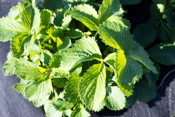 Transparent morning drops of spring dew on the leaves of green strawberries. Dewdrops on the tips...