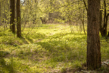 Forest with trees, grass, glades and flowers