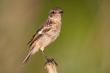 Whinchat, bird perched on tree branch (Saxicola rubetra)