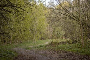 Forest with trees, grass, glades and flowers