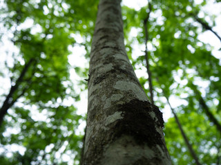 Fototapeta premium Tree
