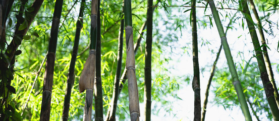 Bamboo tree bamboo forest green nature