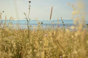 View of the sea and mountains, in the foreground dried grass with ears