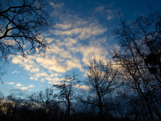Naklejka premium Forest's sky