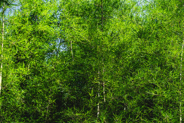 Fototapeta na wymiar Bamboo tree bamboo forest green nature