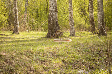 Forest with trees, grass, glades and flowers