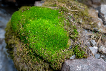 The small cute stream flows between green moss and stones in Fann mountains in Tajikistan