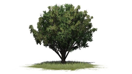 Fototapeta na wymiar Black Elder shrub on a grass area - isolated on white background - 3D illustration