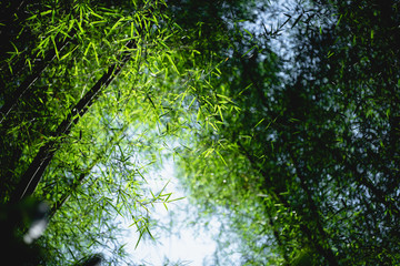 Bamboo tree bamboo forest green nature