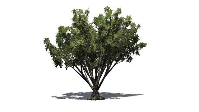 Black Elder shrub with shadow on the floor - isolated on white background - 3D illustration