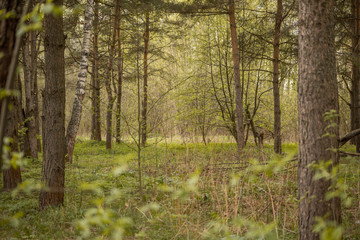 Forest with trees, grass, glades and flowers