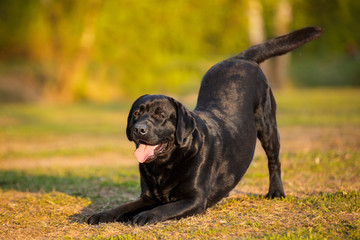 Black labrador retriever lab outdoor in summer park on the grass