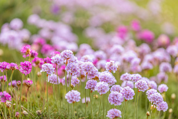 Beautiful magical nature background with blooming pink flowers and sunbeam with copy space, soft focus, beautiful bokeh.