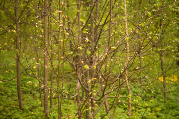 Forest with trees, grass, glades and flowers