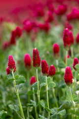 Trifolium incarnatum - red clover flowers in a clover field with beautiful, fresh bokeh.