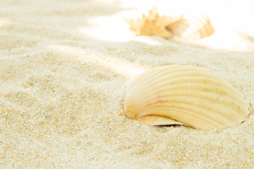 beach sand with seashells, summer and beach