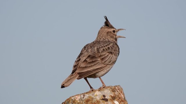 A Crested Lark Galerida cristata, sits on a stone and singing beautifully