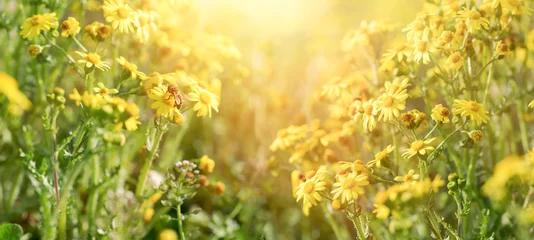 Gordijnen Beautiful flowering yellow flowers, bee collecting pollen and nectar on yellow flower © PhotoIris2021
