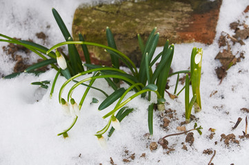 white, fresh snowdrop in spring garden close-up
