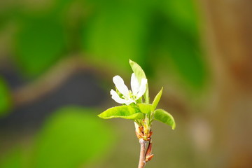 ジューンベリーの花