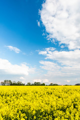Rapeseed or Canola Fields in Countryside. Sunny Day in Poland, Europe