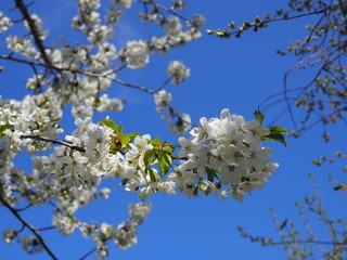 Spring blooming sakura cherry flowers branch in sunlight