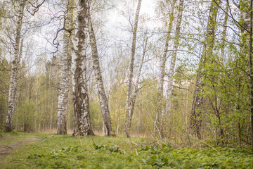 Forest with trees, grass, glades and flowers