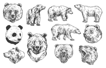 Grizzly bear and panda vector sketches, isolated icons set. Heads of predatory animals. Wild polar and Asian black bears with angry muzzles, open mouth and sharp teeth. Engraved monochrome sketches