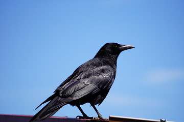 青空とカラス