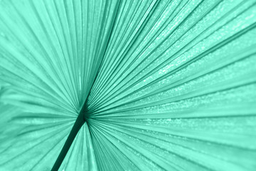 palm tree texture. Tropical leaves. Sun light. Colorful nature wallpaper. Banana bright large leaf. Greenery wild garden. Abstract modern spring concept