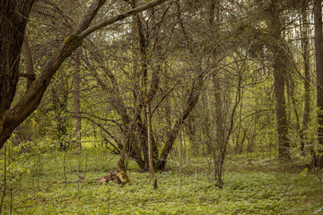 Forest with trees, grass, glades and flowers