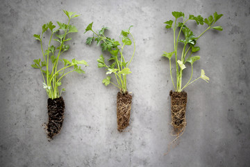 An organic parsley seedling, grey background